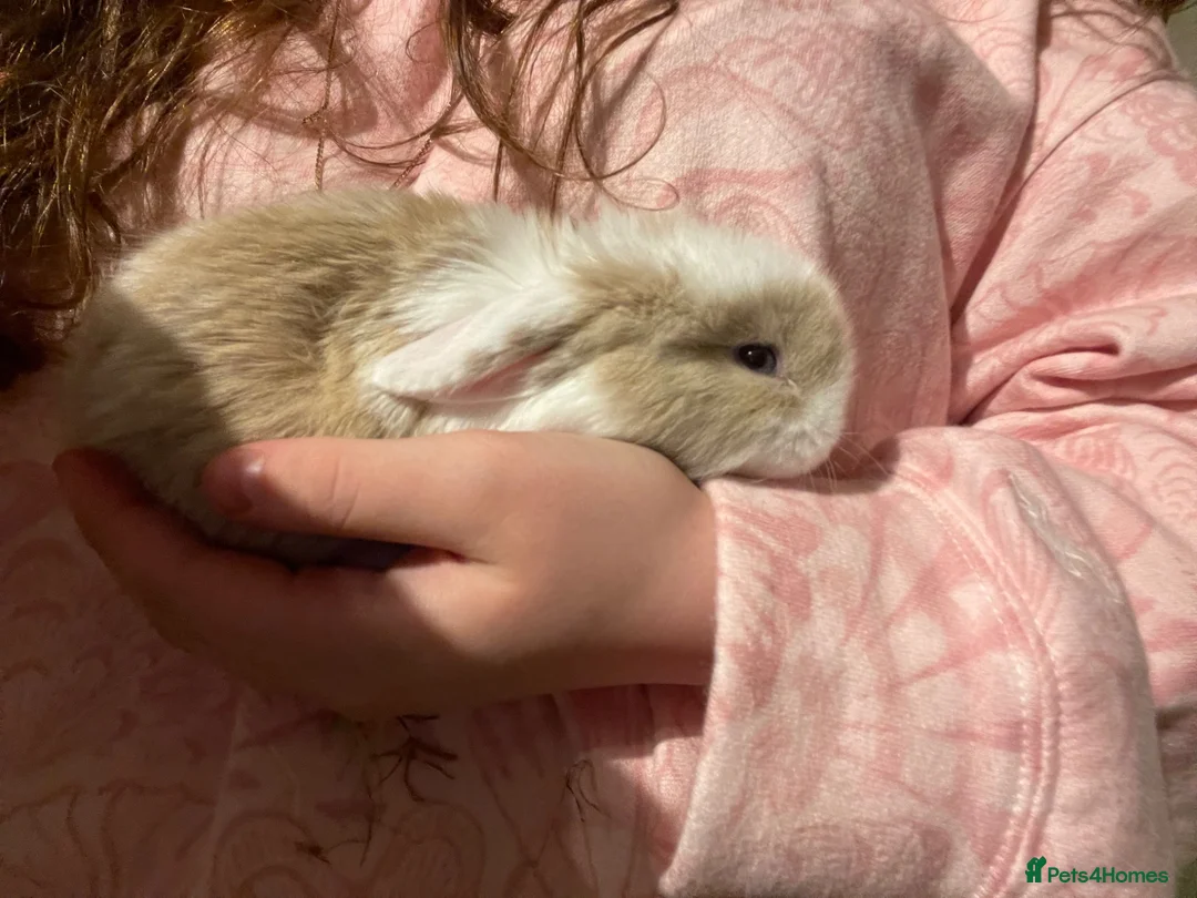 Mini Lop rabbits for sale: Mini lop bunnies x3 - Advert 3