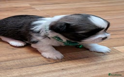 Lhasa Apso dogs for sale: 4 gorgeous Lhasa apso puppies  - Image 12