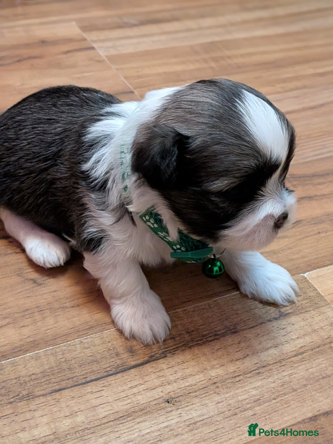Lhasa Apso dogs for sale: 4 gorgeous Lhasa apso puppies  - Image 12