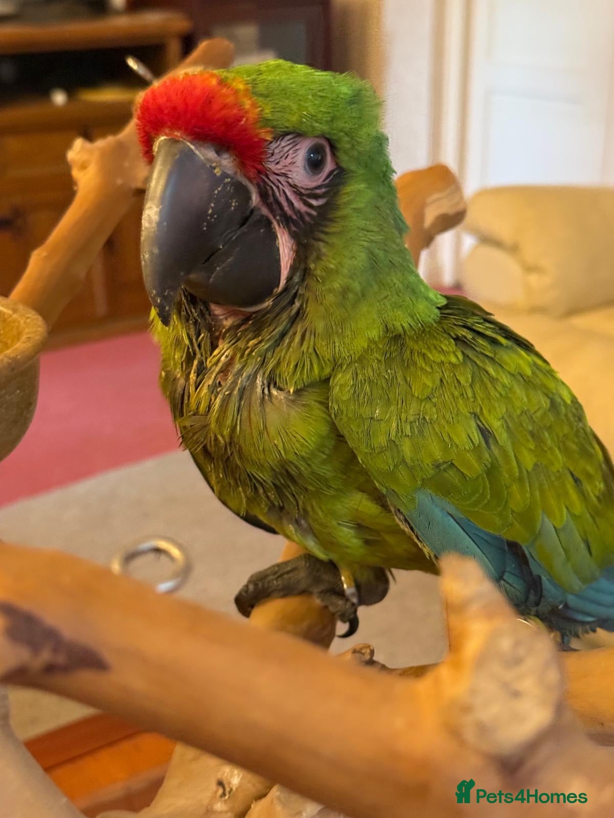 Macaws birds for sale: Military Macaws Babies Hand Reared-Male and Female - Advert 14