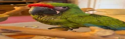 Macaws birds for sale: Military Macaws Babies Hand Reared-Male and Female - Advert 1