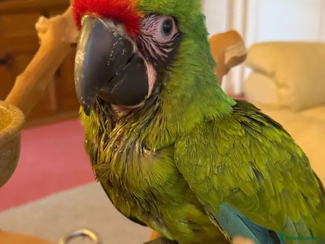 Macaws birds for sale: Military Macaws Babies Hand Reared-Male and Female - Advert 15
