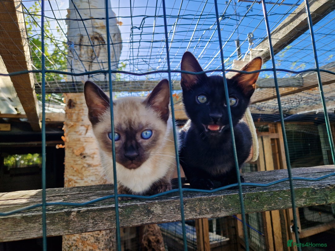 Mixed Breed cats for sale: Bengamese kittens, Bengal/Siamese mix  - Image 23