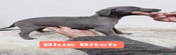 Whippet dogs for sale: KC Reg Whippet Puppies for sale  - Advert 14