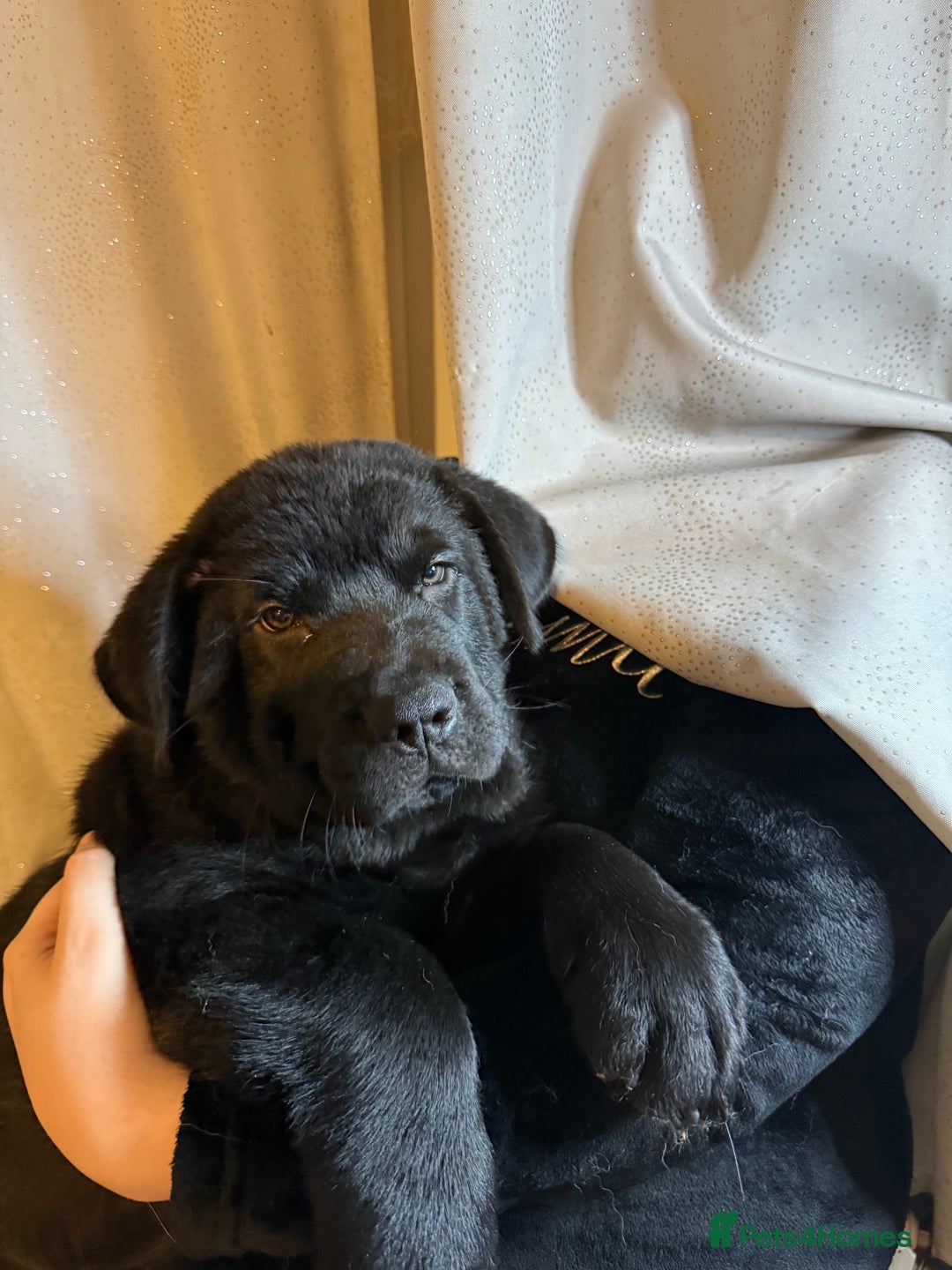 Mixed Breed dogs for sale: Beautiful chow x Newfoundland puppies - Advert 15