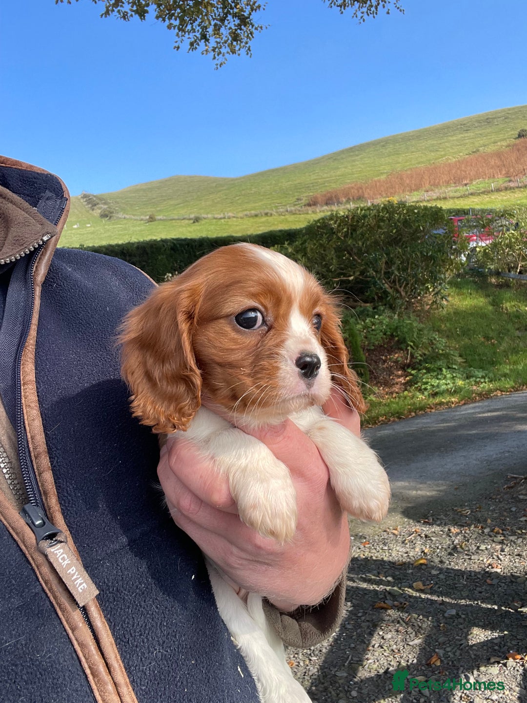 Cavalier King Charles Spaniel dogs for sale: King Charles cavalier puppies  - Image 4
