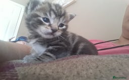 Mixed Breed cats for sale: 3 beautiful kittens  in Wakefield - Image 4