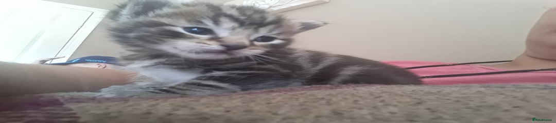 Mixed Breed Kitten 2