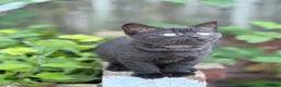 Scottish Fold cats for sale: Panther- like Kitten  - Advert 4