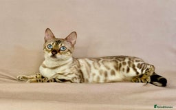 Bengal cats for sale: 🐾PUREBRED Active for breed Bengal girl🐾  - Image 9