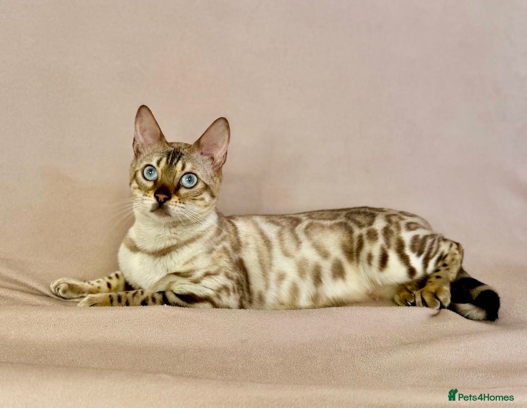 Bengal cats for sale: 🐾PUREBRED Active for breed Bengal girl🐾  - Image 9