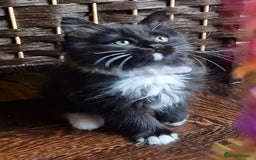Ragdoll cats for sale: 6 CROSS RAGDOLL KITTENS WAITING FOR A LOVING HOME - Image 24