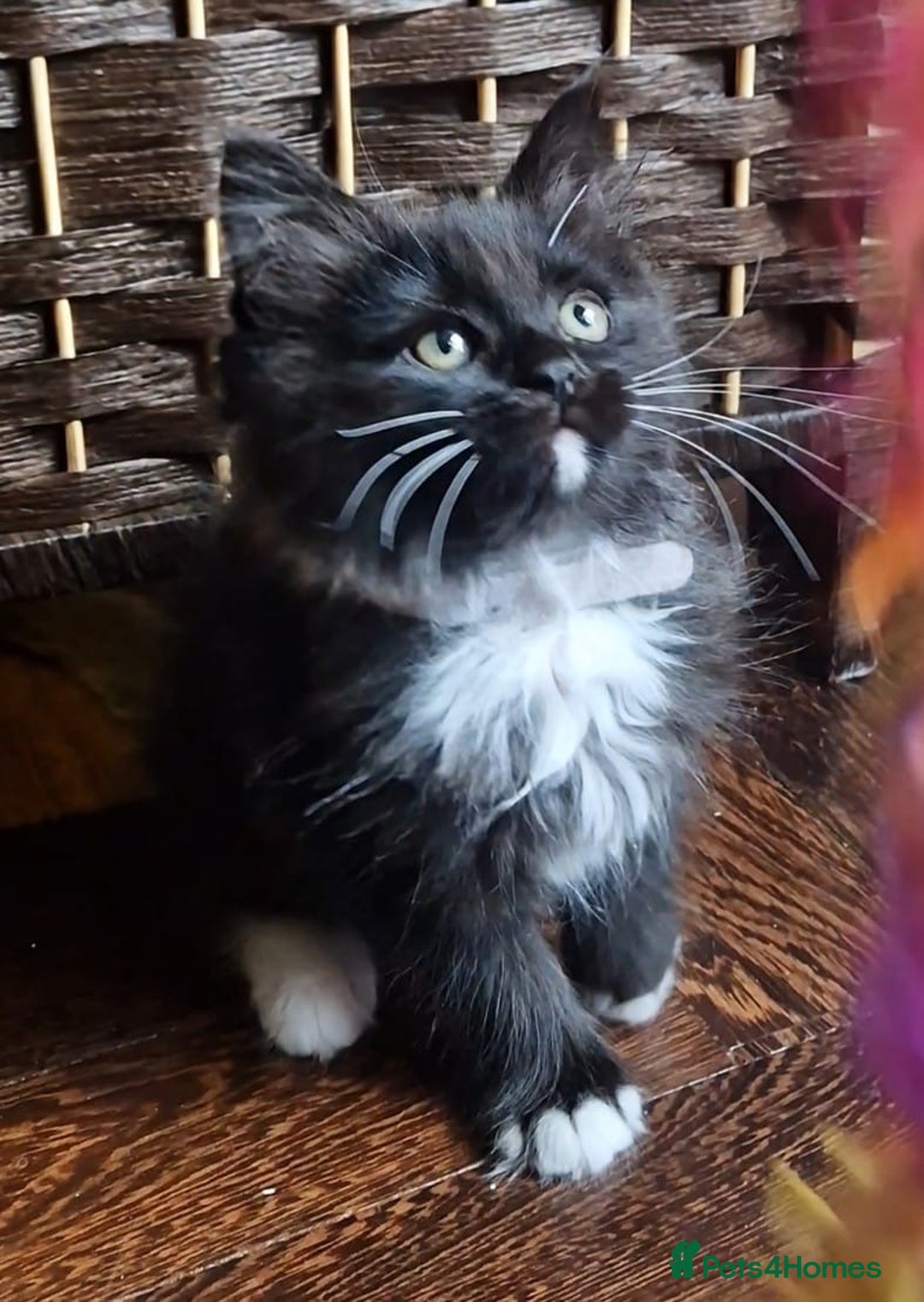 Ragdoll cats for sale: 6 CROSS RAGDOLL KITTENS WAITING FOR A LOVING HOME - Image 24