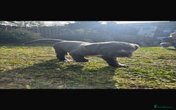 Cane Corso dogs for sale: Cane corso puppies looking for their forever homes - Image 26