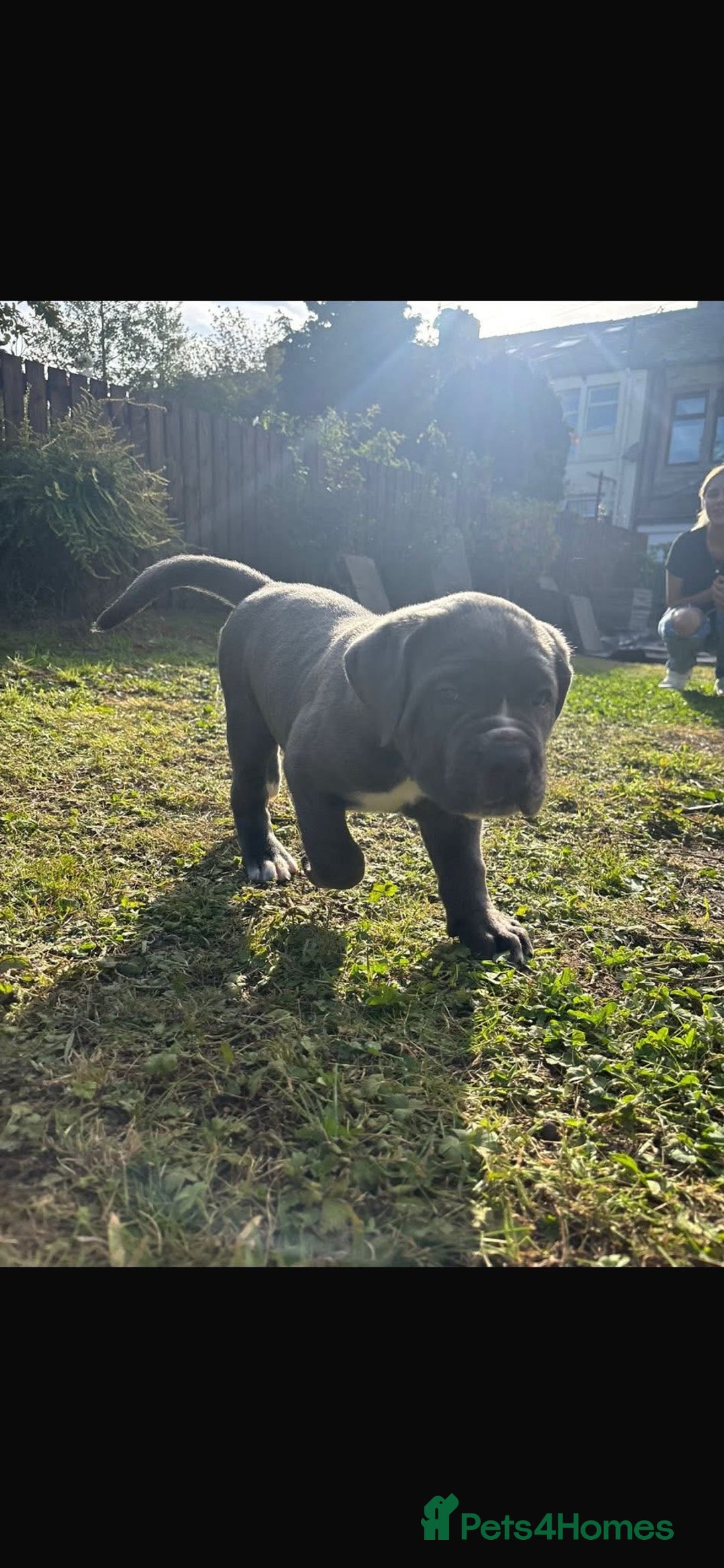 Cane Corso dogs for sale: Cane corso puppies looking for their forever homes - Image 26