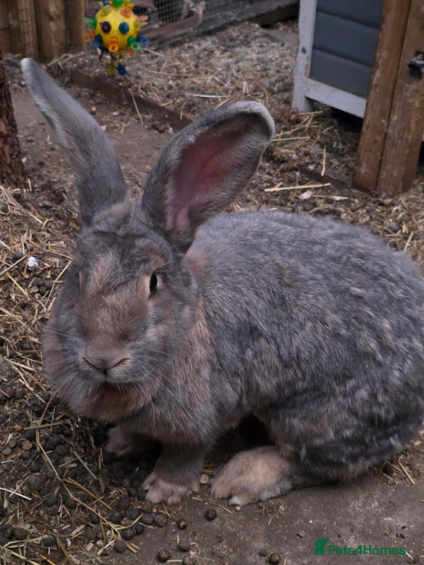 Continental Giant rabbits Beautiful and big continental giants  - Advert 4