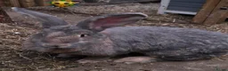Continental Giant rabbits for sale: Beautiful and big continental giants  - Advert 1