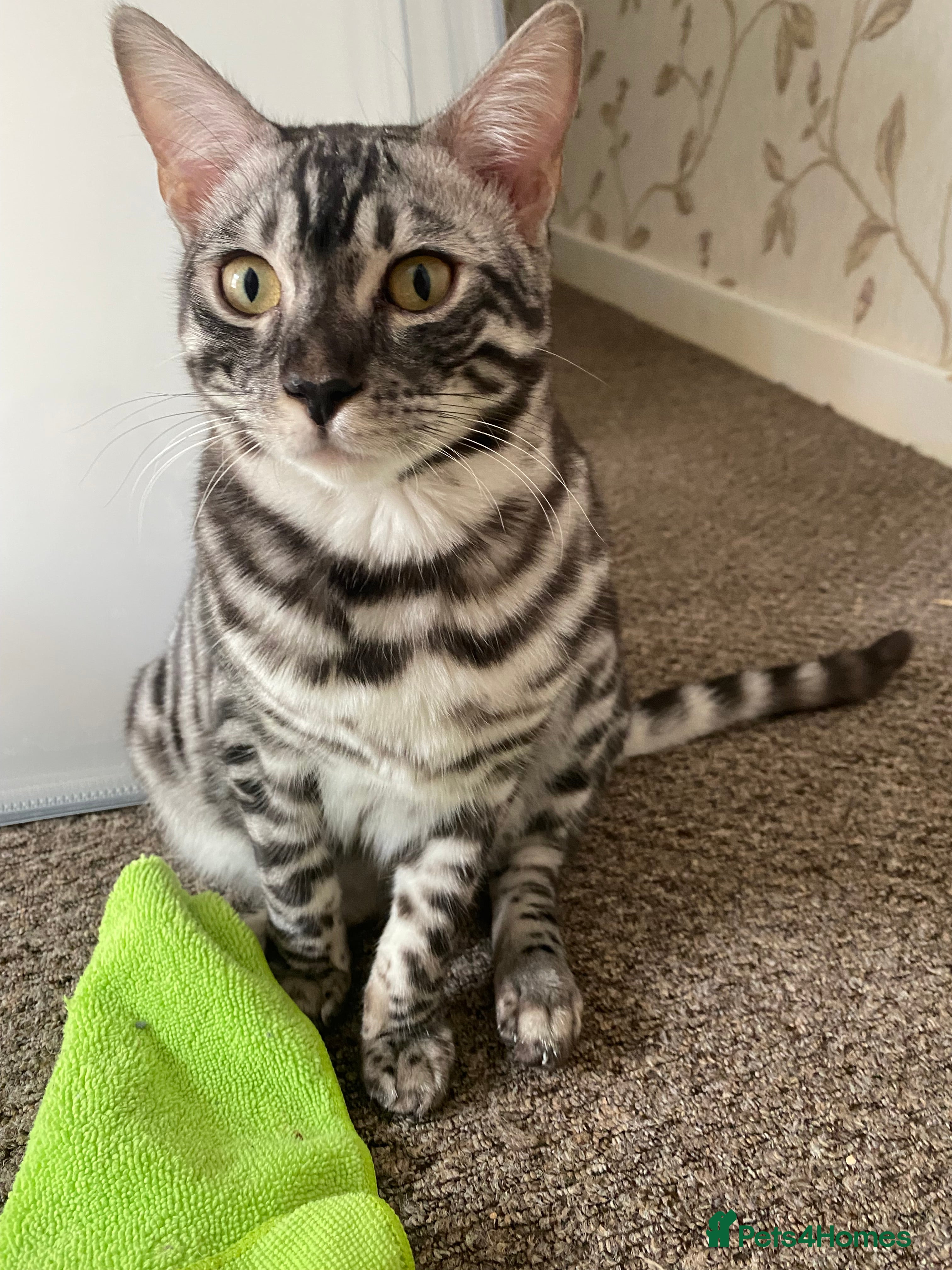 Bengal cats 💙Stunning Silver Charcoal black spotted tabby  - Advert 5