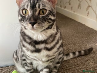 Bengal cats 💙Stunning Silver Charcoal black spotted tabby - Advert 5