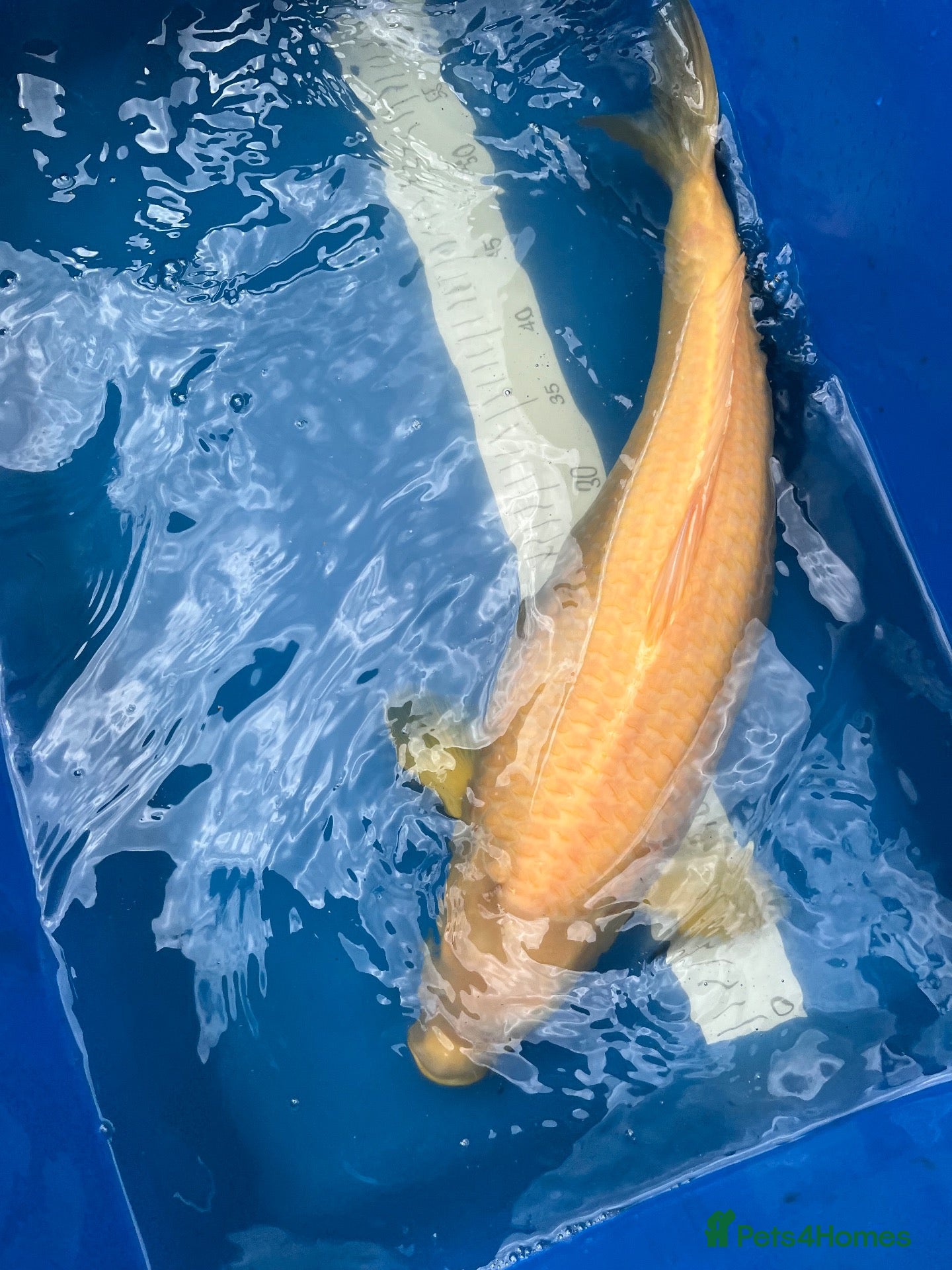 Koi Carp fish High quality Japanese koi for sale  - Advert 17