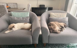 Ragdoll cats for sale: Loving Ragdoll Cats Looking for a New Home £500 in Bolton - Image 1