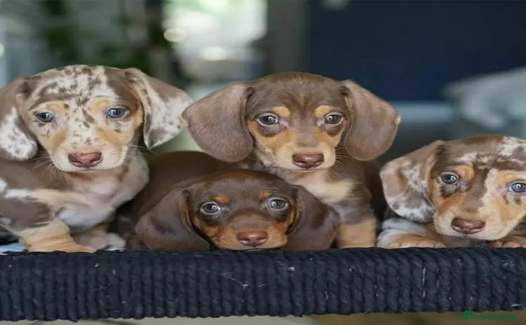 Miniature Dachshund dogs - Advert 8