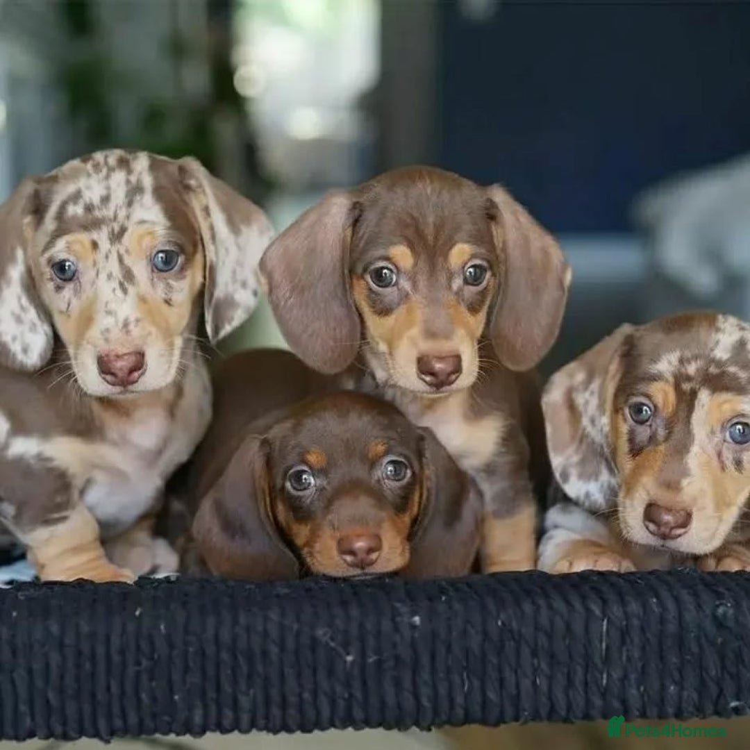 Miniature Dachshund dogs for sale: Beautiful daschund puppies for sale  - Image 1
