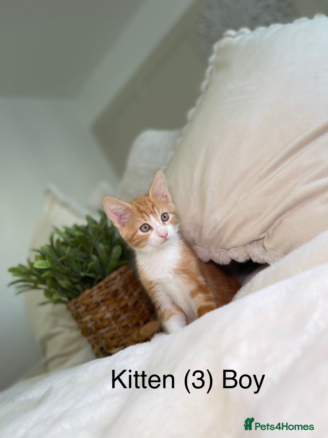 Mixed Breed cats for sale: 5 beautiful kittens 8 weeks old ready now  - Image 13