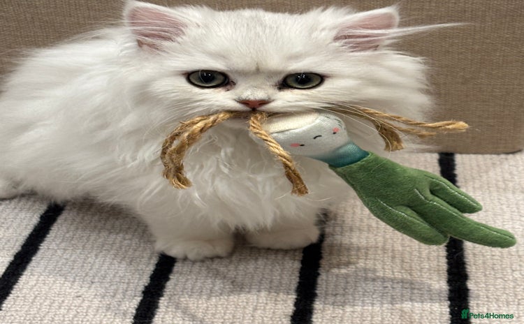 British Longhair cats - Advert 1