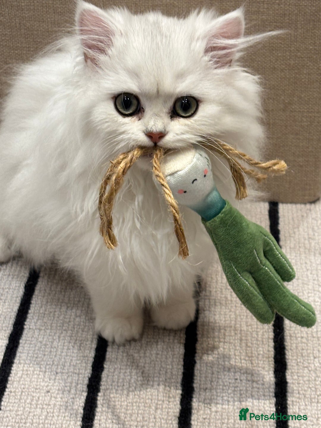 British Longhair cats for sale: Kitten for sale - Image 1