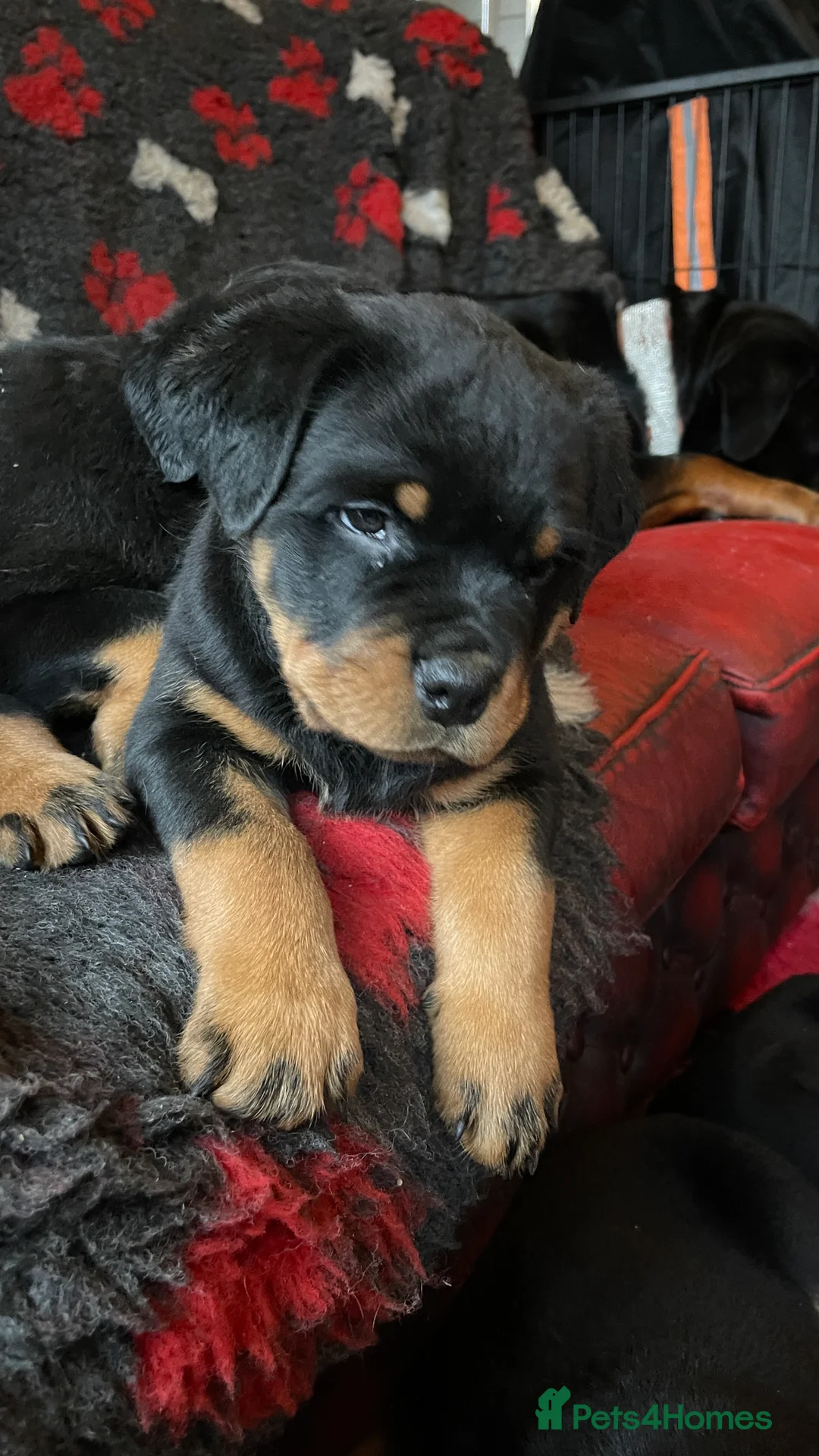 Rottweiler dogs for sale: Champion-Bred Rottweiler Puppies for Loving Homes - Advert 20