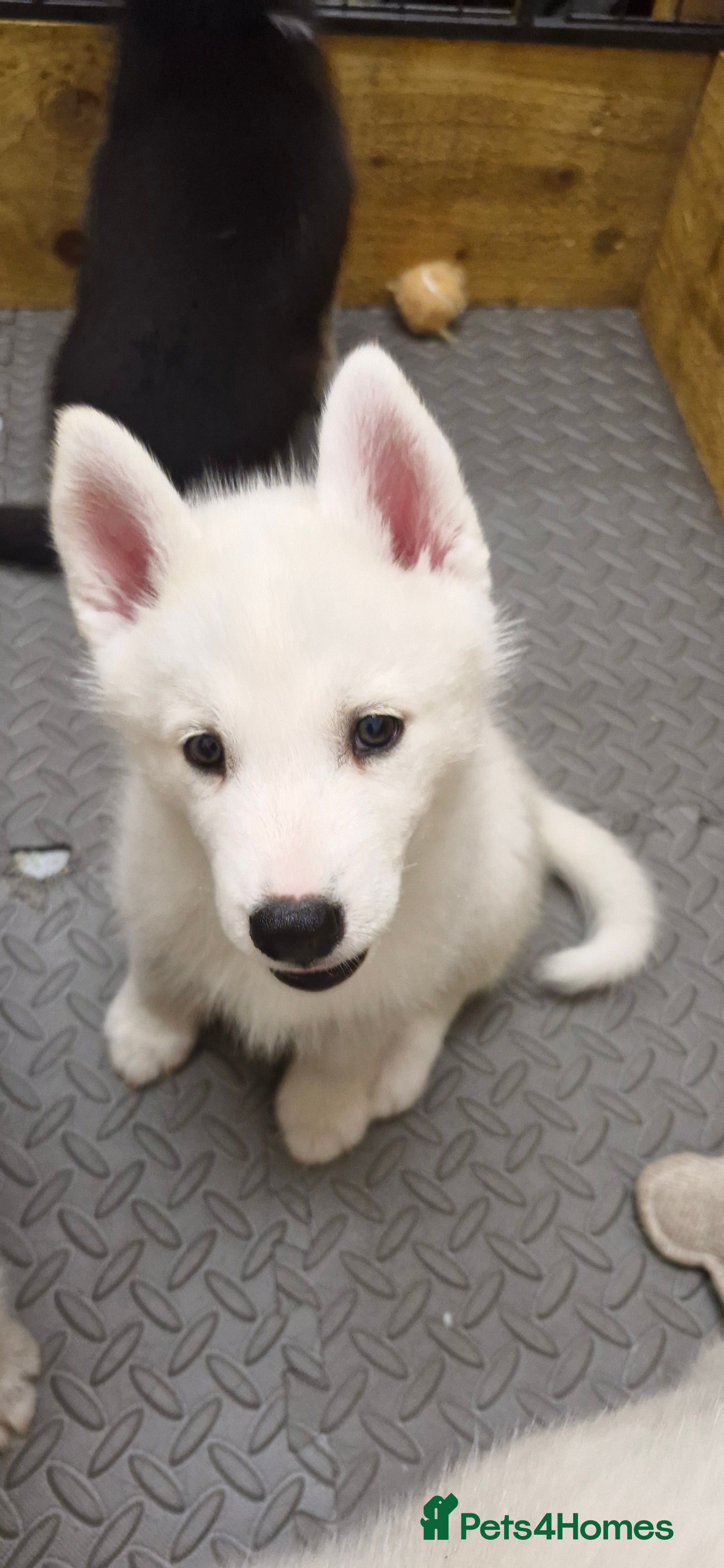 Siberian Husky dogs 5 Boys & 2 Girls Siberian Huskies – 8 Weeks Old - Advert 2