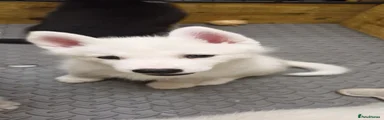 Siberian Husky 7