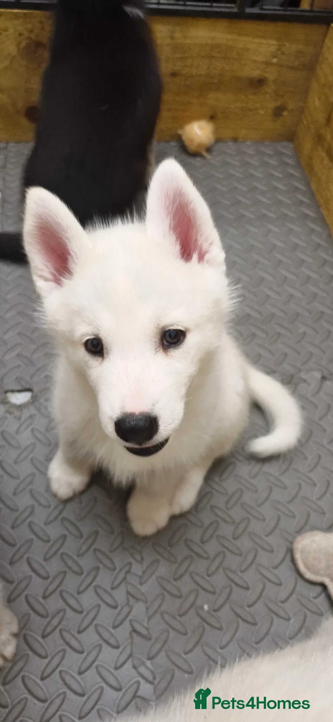 Siberian Husky dogs for sale: 5 Boys & 2 Girls Siberian Huskies – 8 Weeks Old - Advert 2