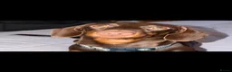 Miniature Dachshund dogs for stud: chocolate boy carries fluffy gene for stud  - Advert 11