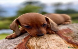 Dachshund dogs for sale: Male dachshund  - Image 7
