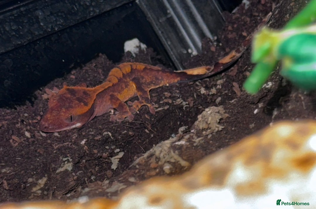 Leopard Gecko reptiles for sale: crested geckos - possible a full setup  - Advert 4