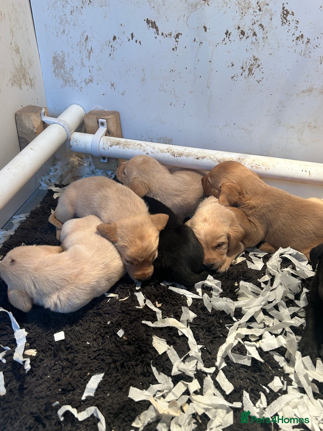 Labrador Retriever dogs for sale: 5⭐️kc reg Labrador puppies⭐️ - Image 10