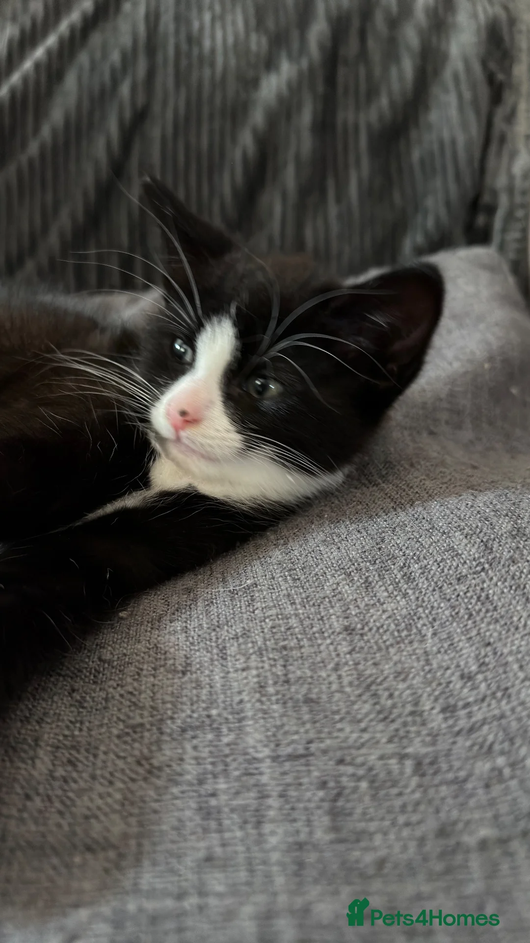 Mixed Breed cats for sale: Black female kitten  in Sheffield - Advert 2