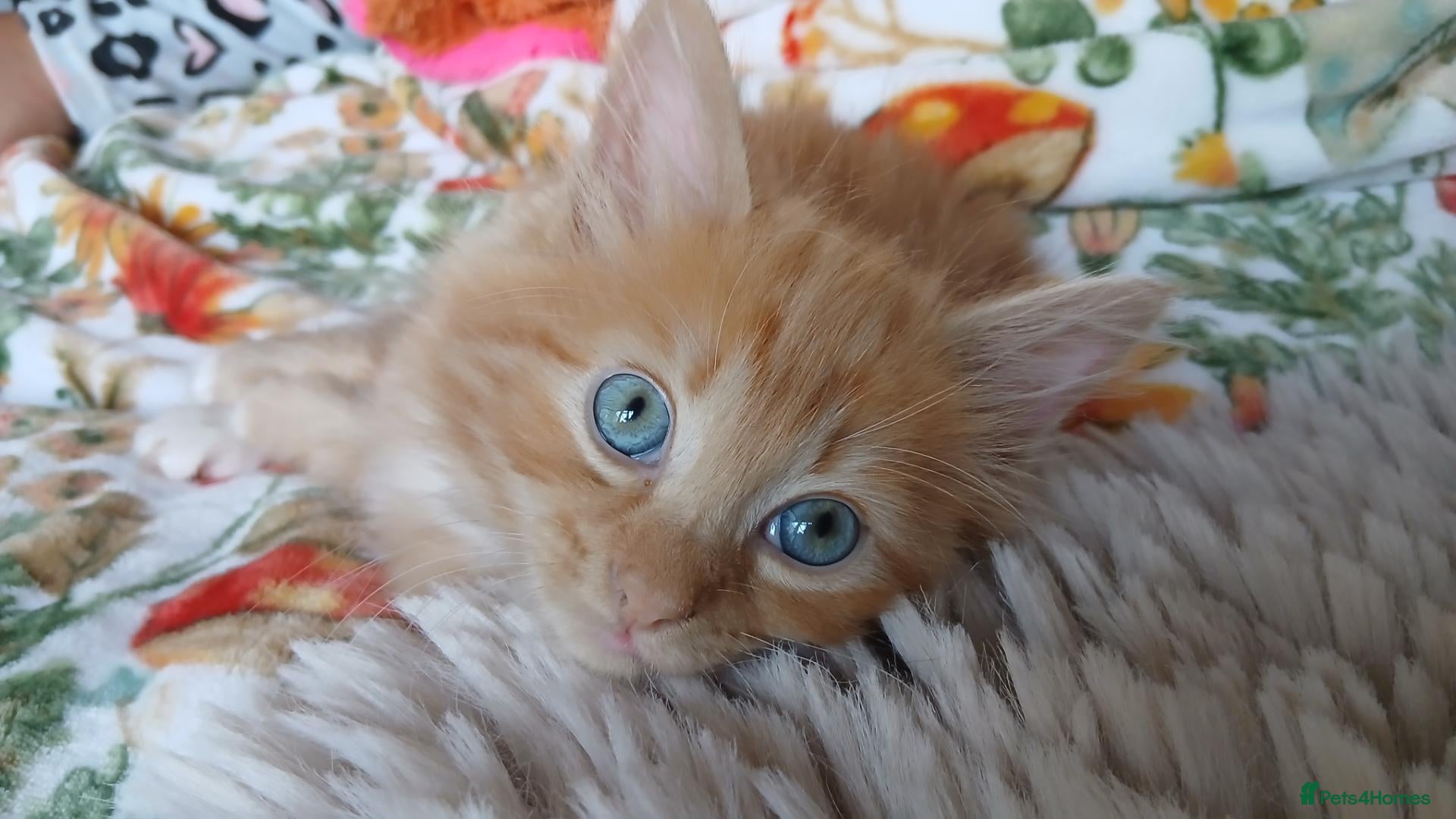 British Longhair cats Medium haired ginger kittens - Advert 15