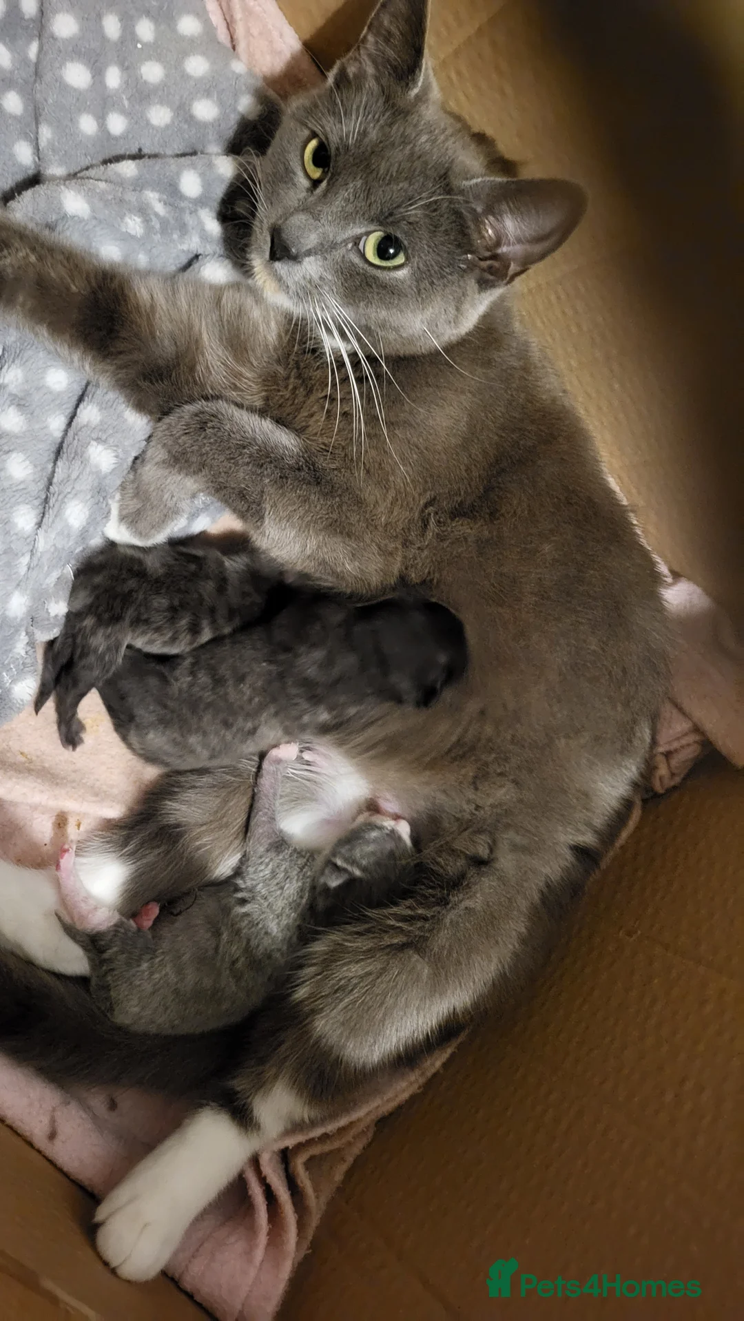 Mixed Breed cats for sale: Stunning Kittens - Advert 2