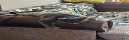 Maine Coon cats for sale: Thunder  - Advert 10
