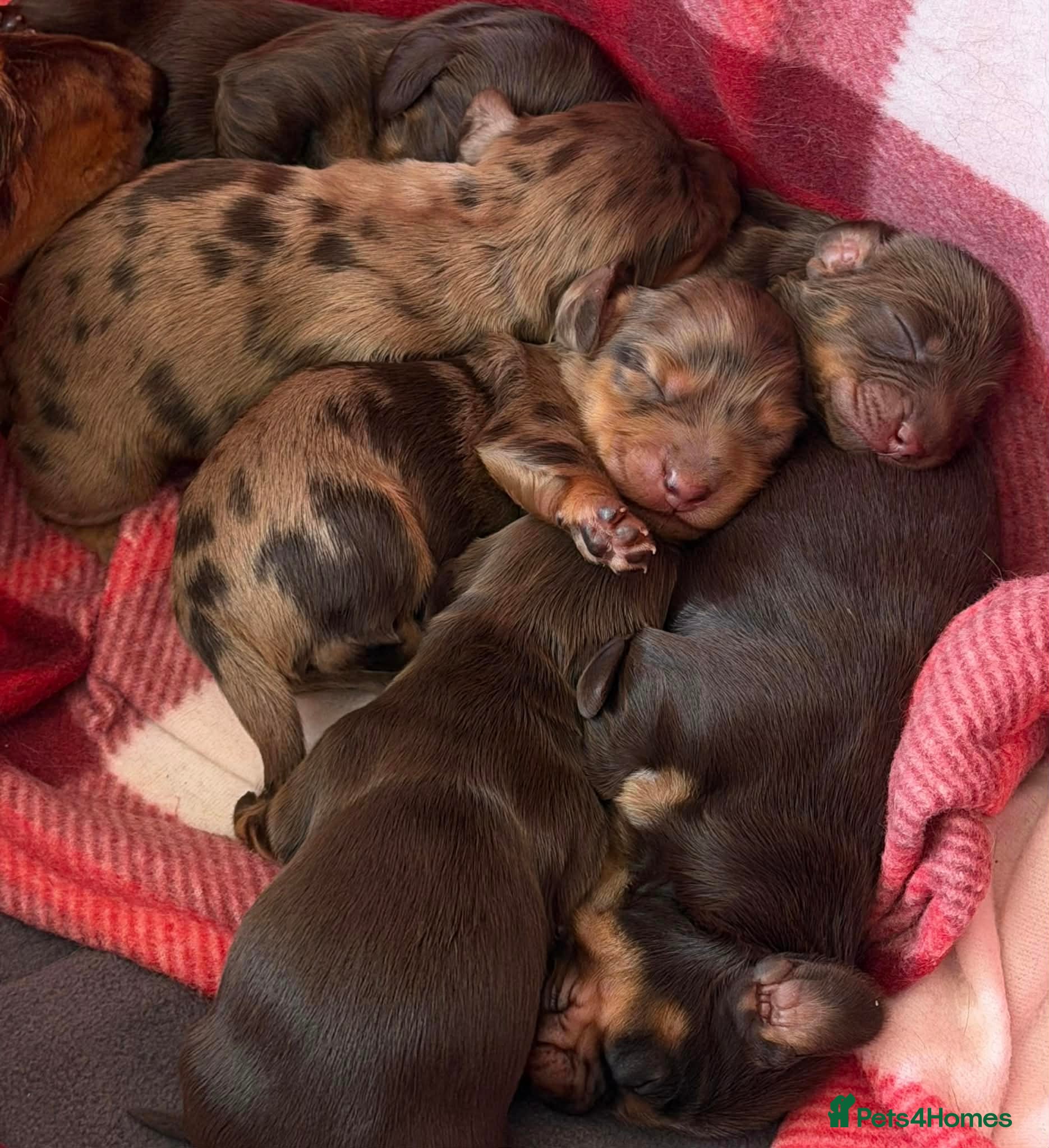 Miniature Dachshund dogs KC Reg Long Haired Miniature Dachshund Puppies - Advert 14