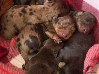 Miniature Dachshund dogs KC Reg Long Haired Miniature Dachshund Puppies - Advert 14