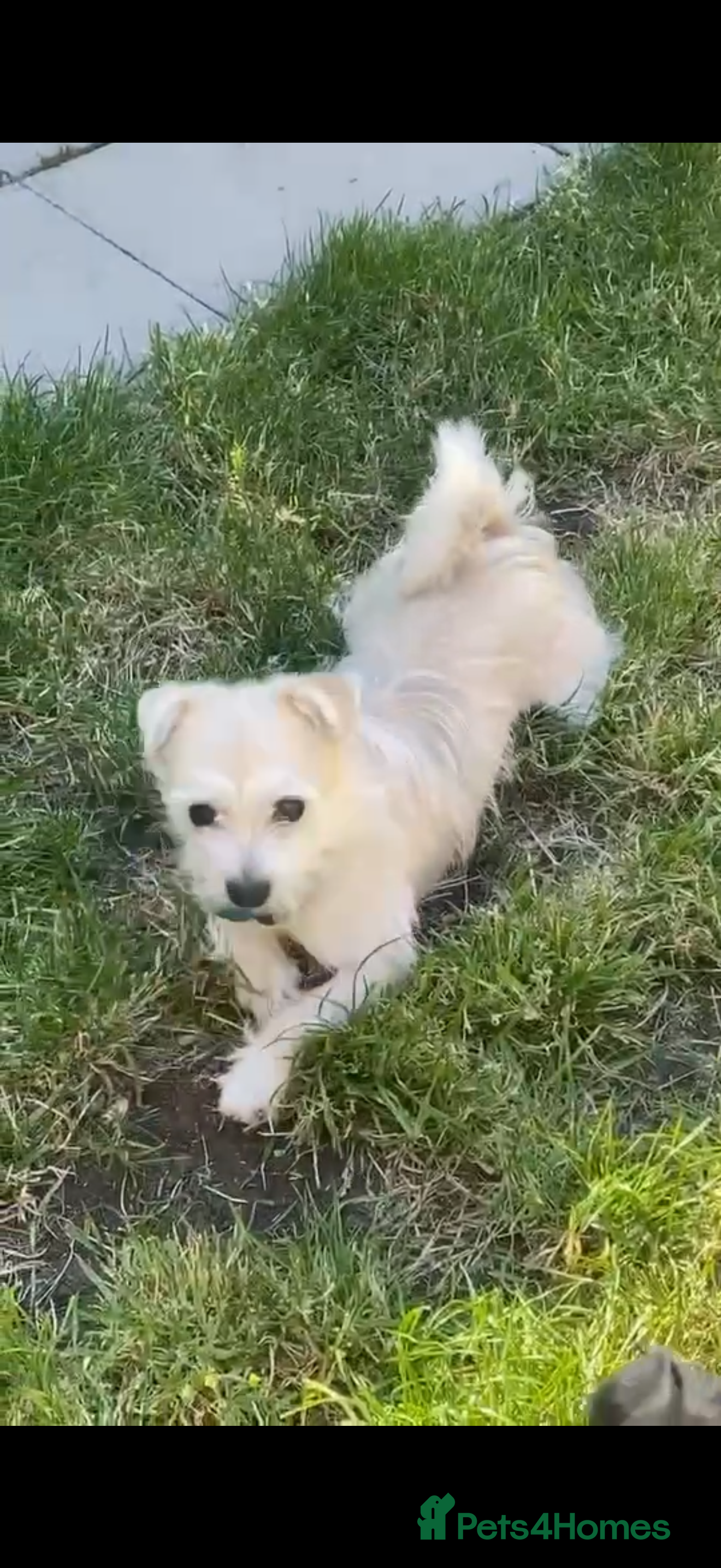 Morkie dogs 2 Year Old Maltese × Yorkshire Terrier (Morkie) - Advert 1