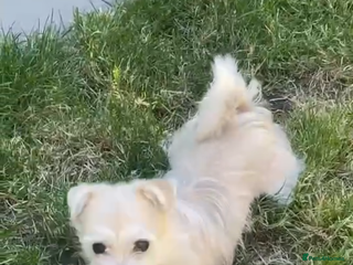 Morkie dogs 2 Year Old Maltese × Yorkshire Terrier (Morkie) - Advert 2