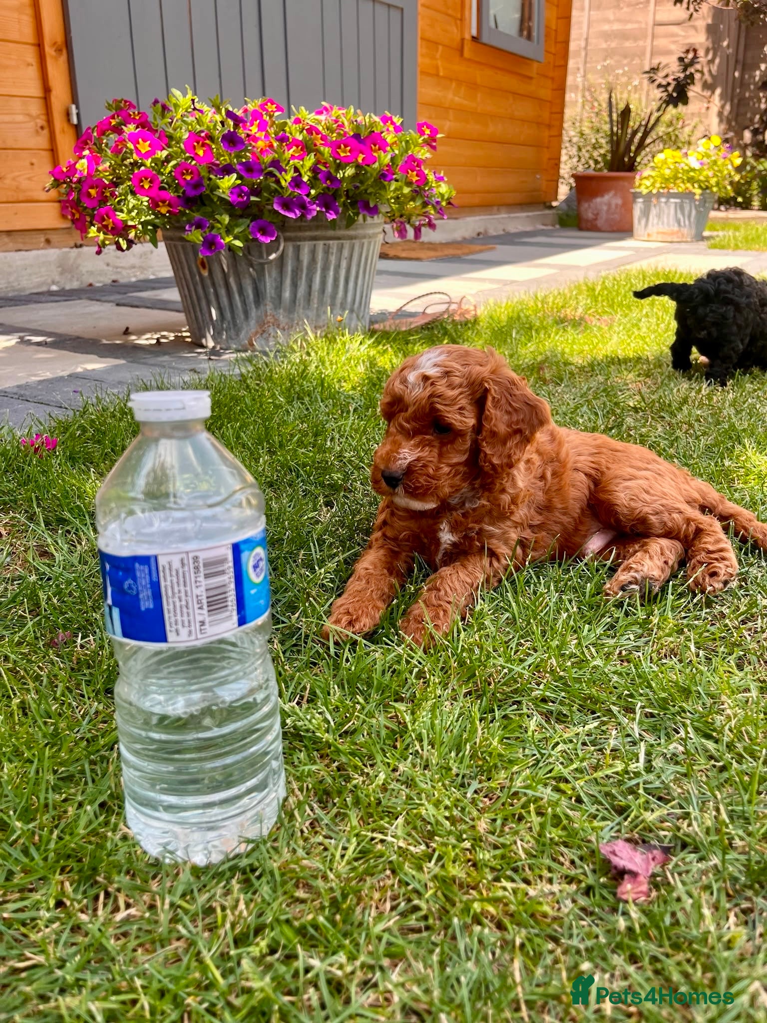 Maltipoo dogs F1b Toy Maltipoo Puppies Ready 22 July | Essex - Advert 2