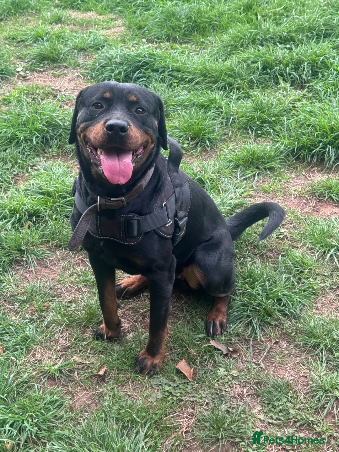 Mixed Breed dogs for sale: Rottweiler cross puppies - Advert 3