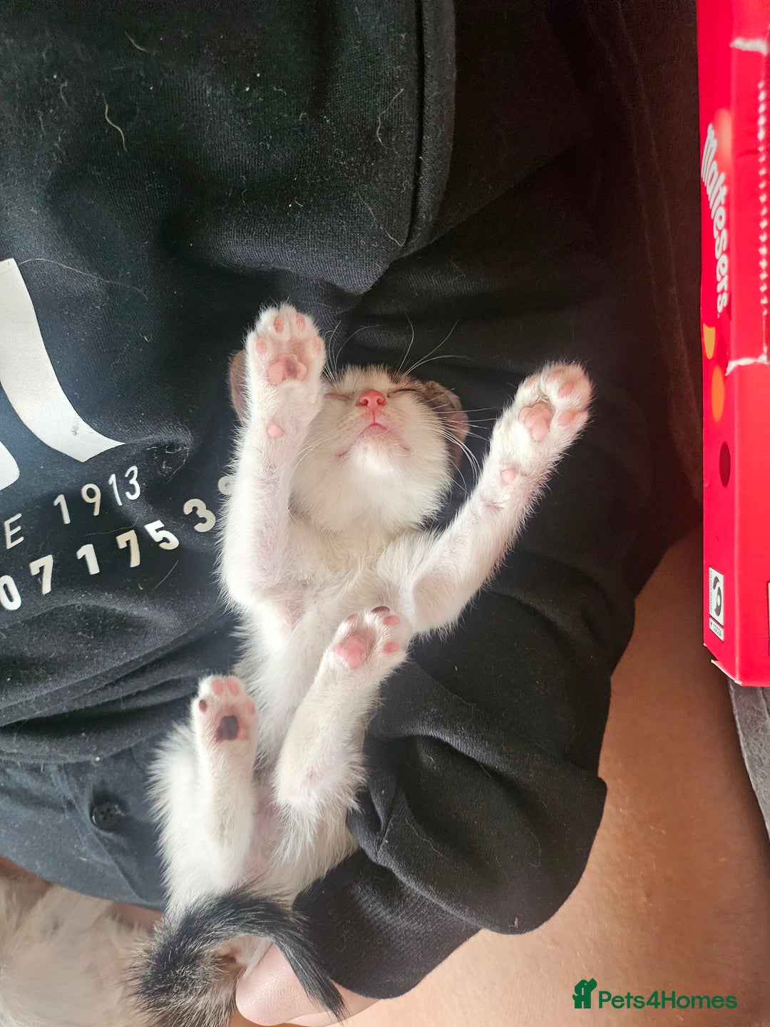 British Shorthair cats for sale: 3 kittens  - Image 2