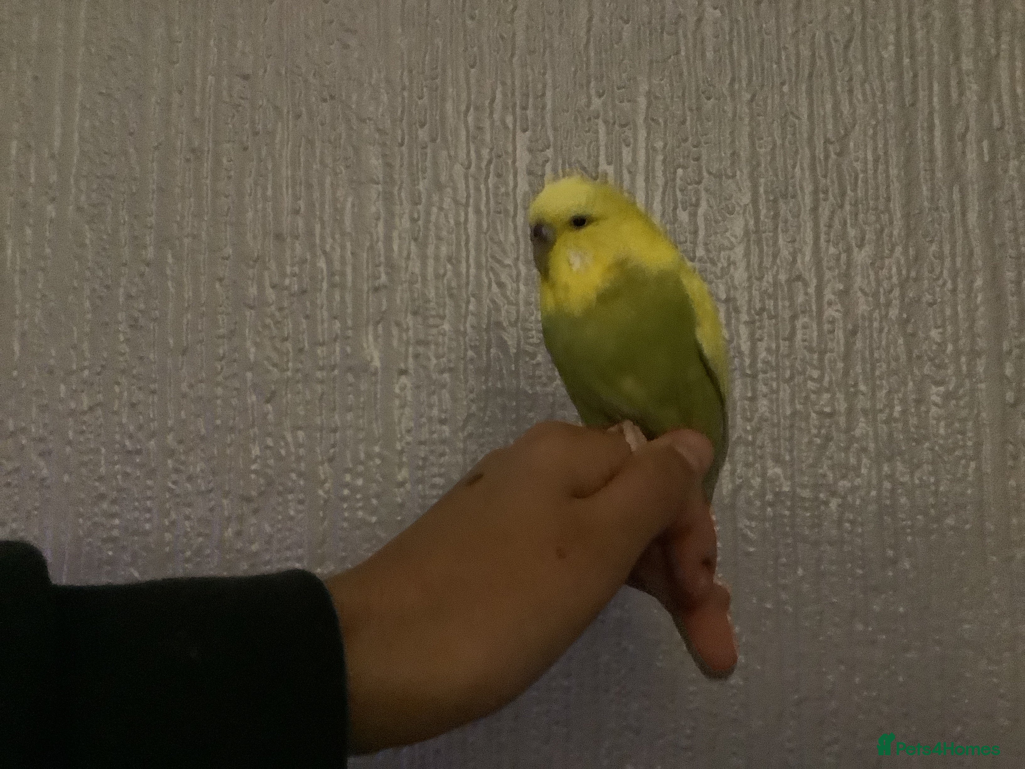 Budgerigars birds 2 semi Tame budgie (£80 lowest £65) for both - Advert 8